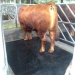 Karpet Karet Ternak Sapi