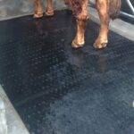 Karpet Karet Ternak Sapi