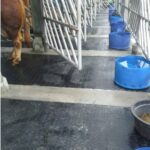 Karpet Karet Ternak Sapi