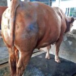 Karpet Karet Ternak Sapi