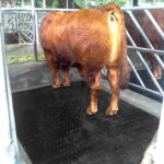 Karpet Karet Ternak Sapi