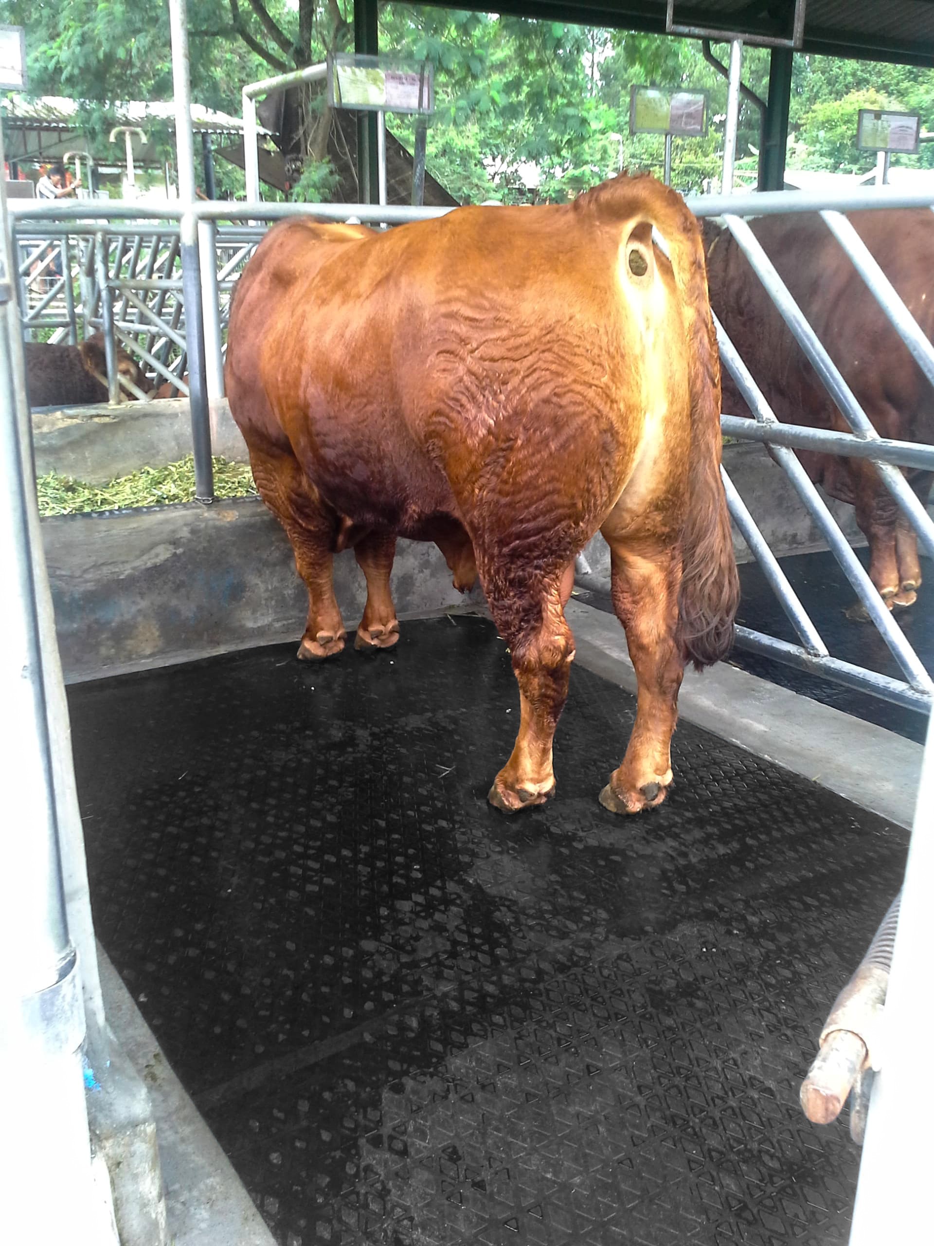 Karpet Karet Ternak Sapi