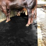 karpet-karet-ternak-5