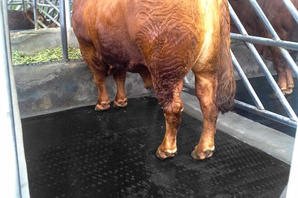 Karpet Karet Ternak Sapi